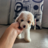“Poodle puppy indoors on couch, cute and hypoallergenic breed