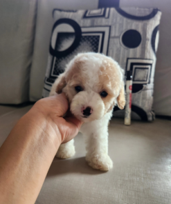 “Poodle puppy indoors on couch, cute and hypoallergenic breed