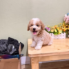 * Purebred Poodle puppy with soft curly fur and playful expression”