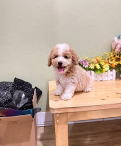 * Purebred Poodle puppy with soft curly fur and playful expression”