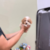 Purebred Poodle puppy with soft curly fur and playful expression”