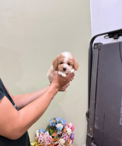 Purebred Poodle puppy with soft curly fur and playful expression”