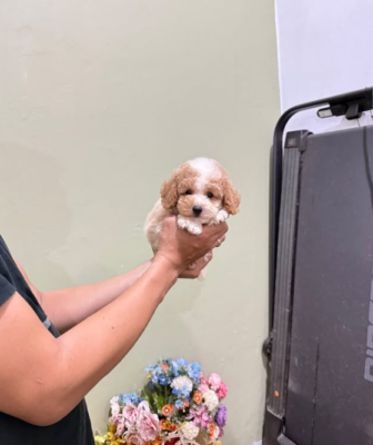 Purebred Poodle puppy with soft curly fur and playful expression”