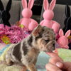 Image of a French Bulldog puppy sitting: “French Bulldog puppy sitting indoors, adorable small breed dog with bat ears”