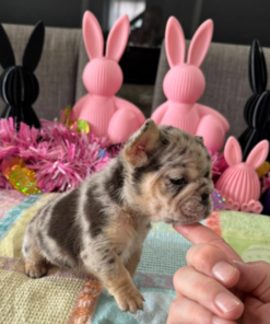 Image of a French Bulldog puppy sitting: “French Bulldog puppy sitting indoors, adorable small breed dog with bat ears”