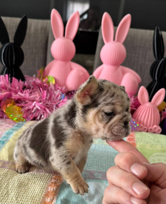 Frenchbull dog for sale Image of a French Bulldog puppy sitting: “French Bulldog puppy sitting indoors, adorable small breed dog with bat ears”